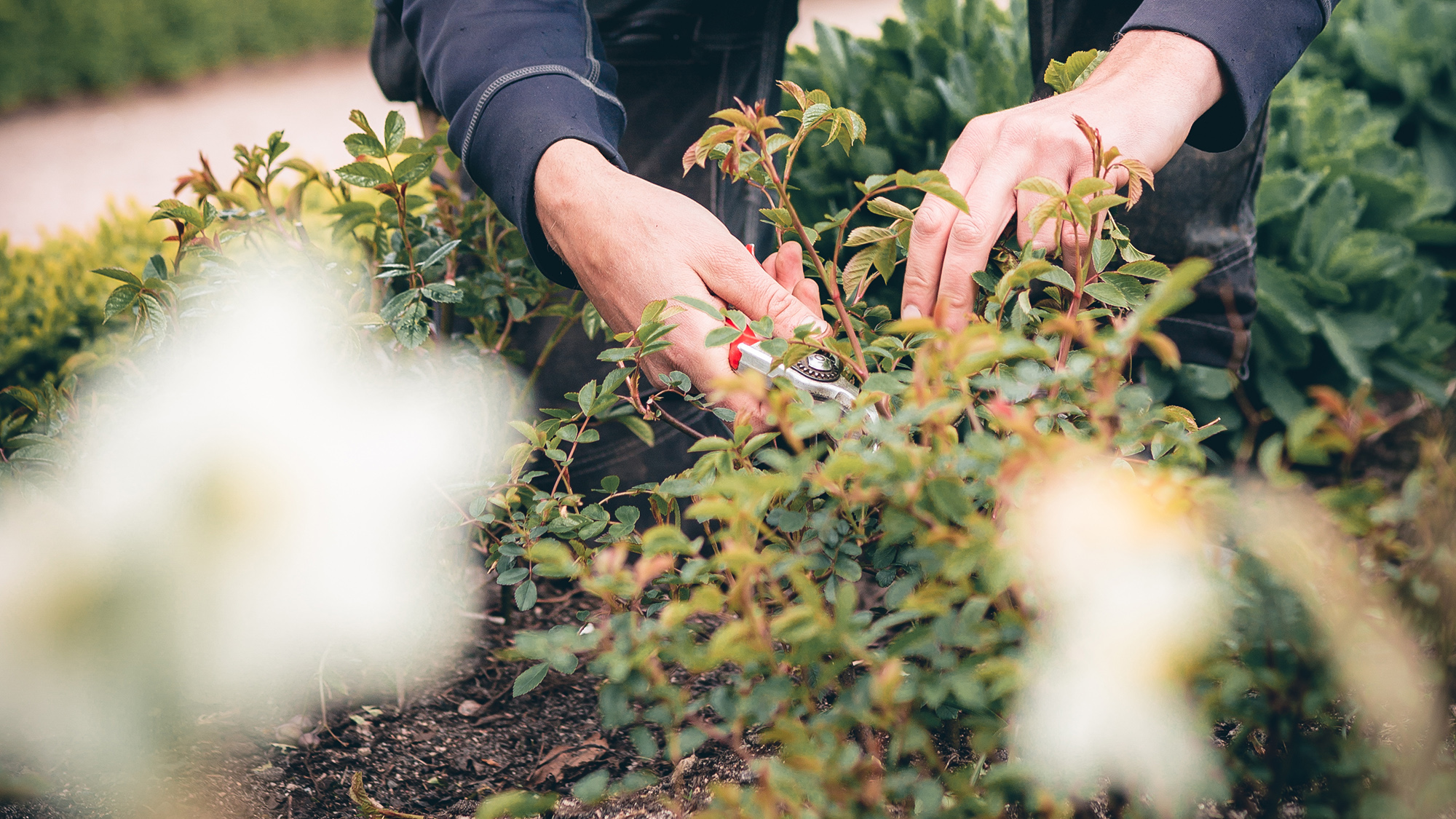 Händer som klipper rosor.