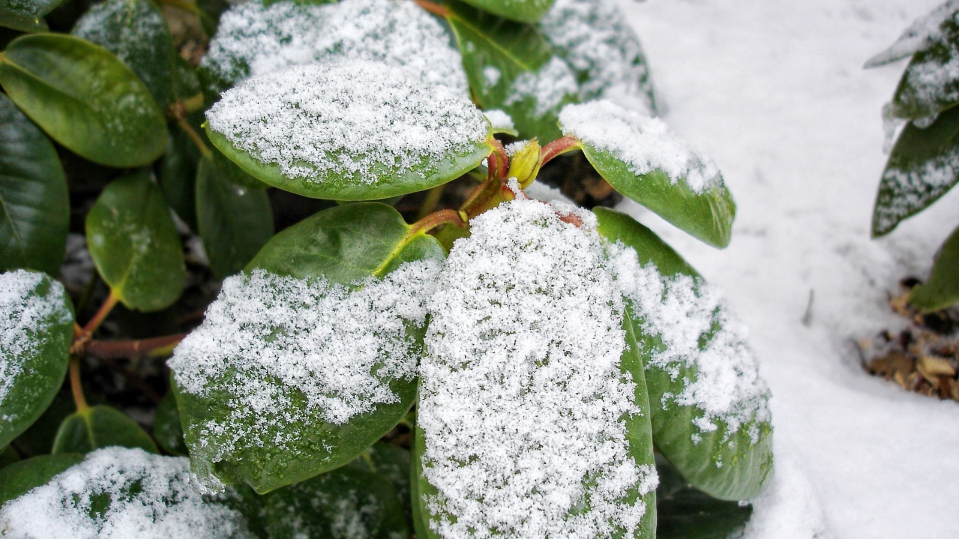 Gröna rhododendronlöv med snö på.